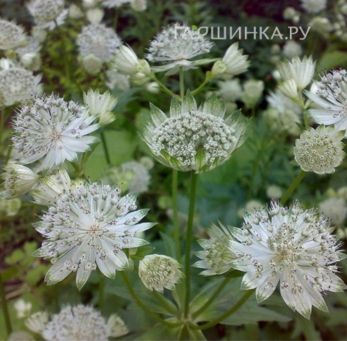 Астранция Даймонд Вайт крупная