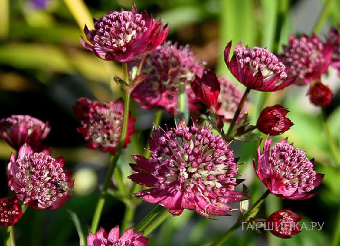 Астранция Мулин Руж