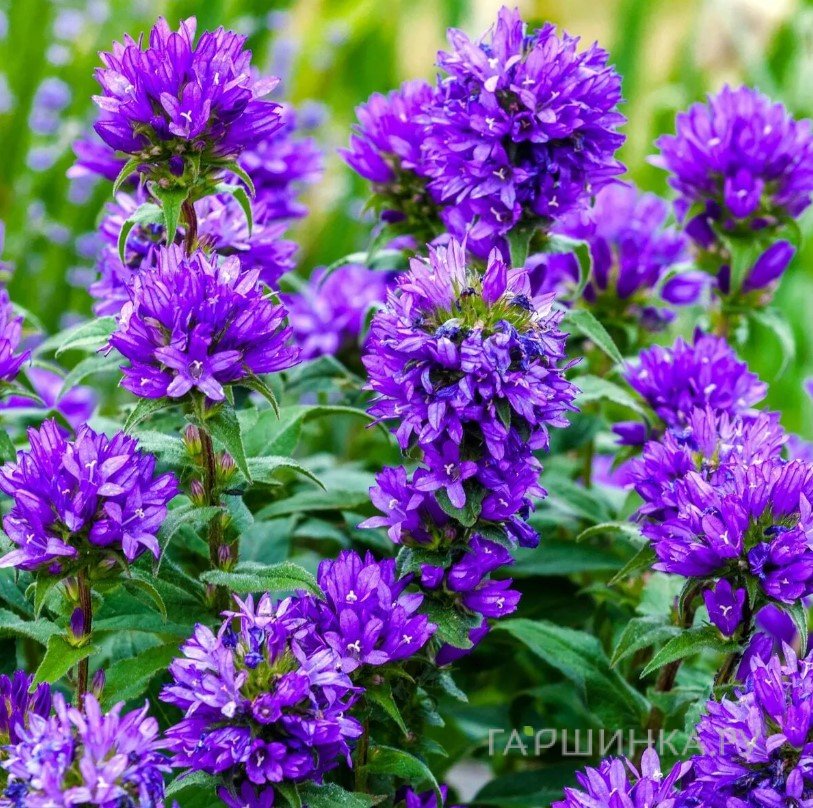 Колокольчик Суперба