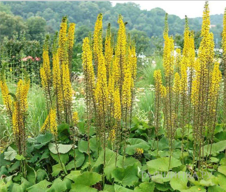 Бузульник Цептер