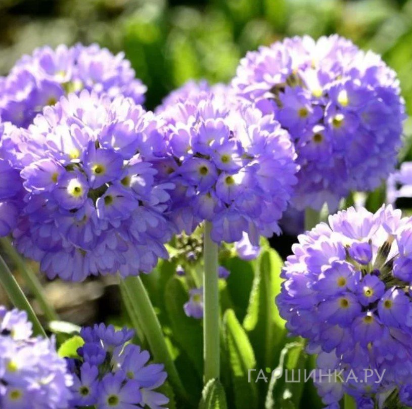 Примула мелкозубчатая Блю