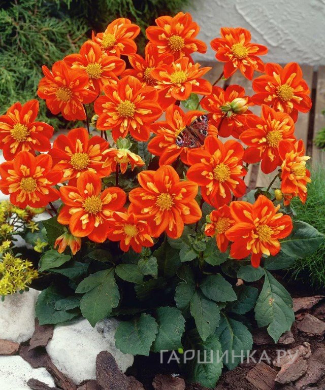 Георгина Альстергрус воротничковая