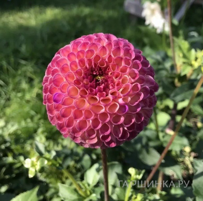 Георгина Бурлеска помпонная