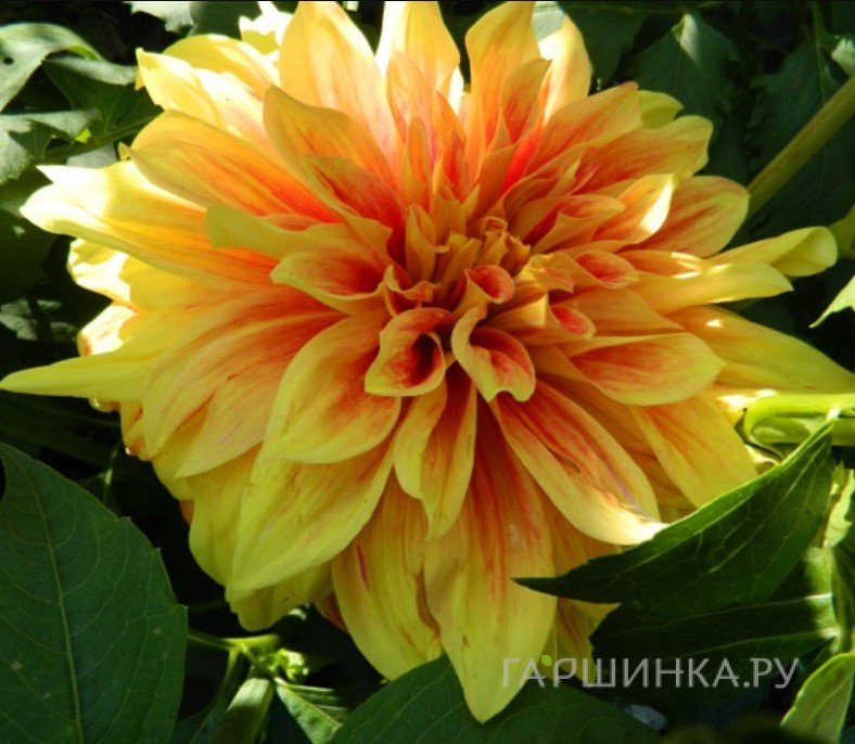 Георгина Дип Импакт декоративная