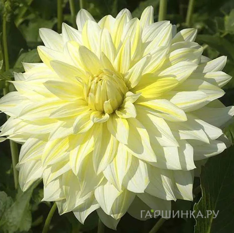 Георгина Ла Луна (МАКСИ) декоративная