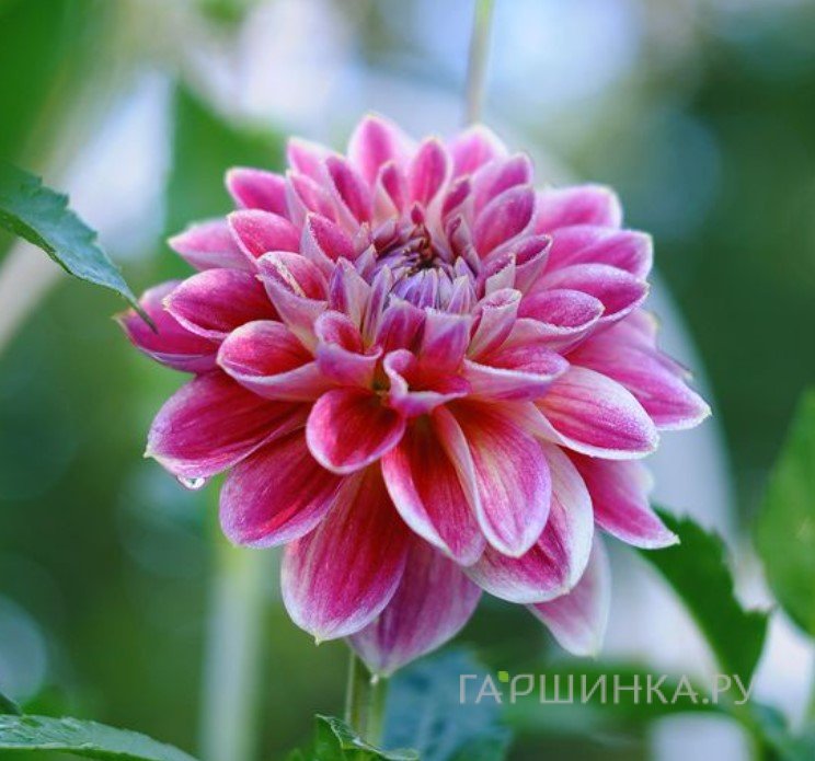 Георгина Темпл оф Бьюти декоративная