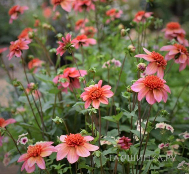 Георгина Тотали Танжерин анемоновидная