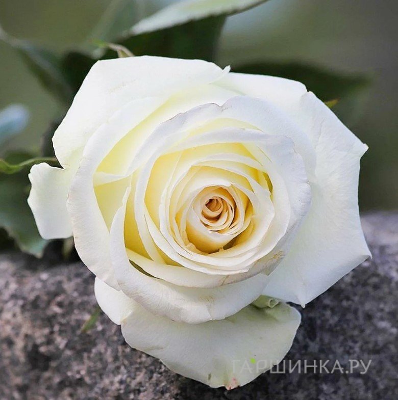 Роза Аваланш чайно-гибридная