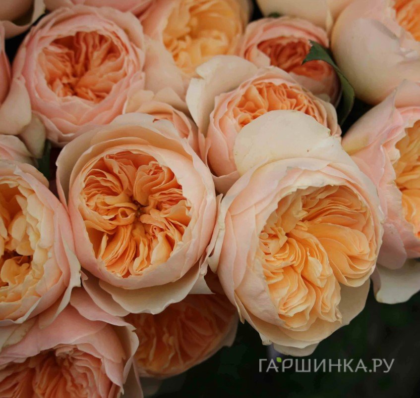 Роза Джульетта