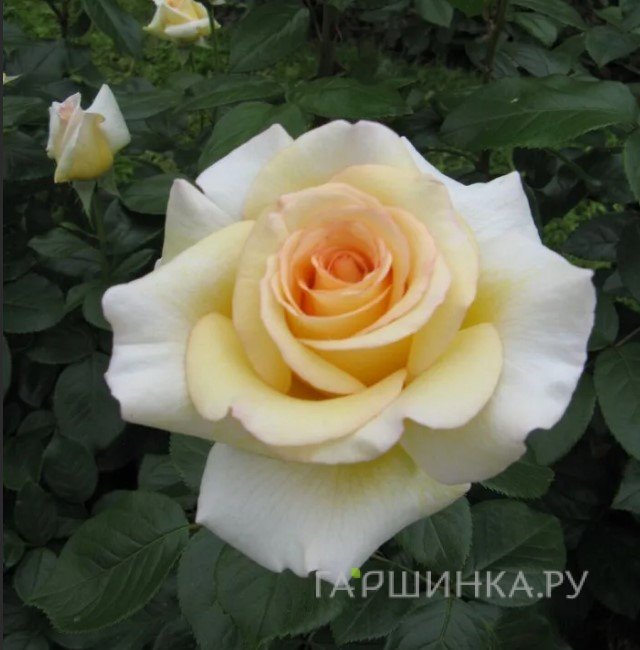 Роза Ла Перла