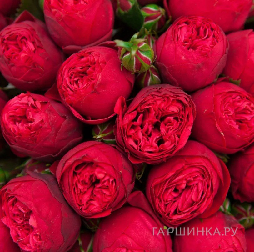 Роза Ред Пиано спрей