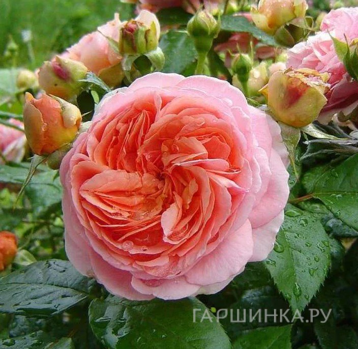 Роза Чипендейл чайно-гибридная