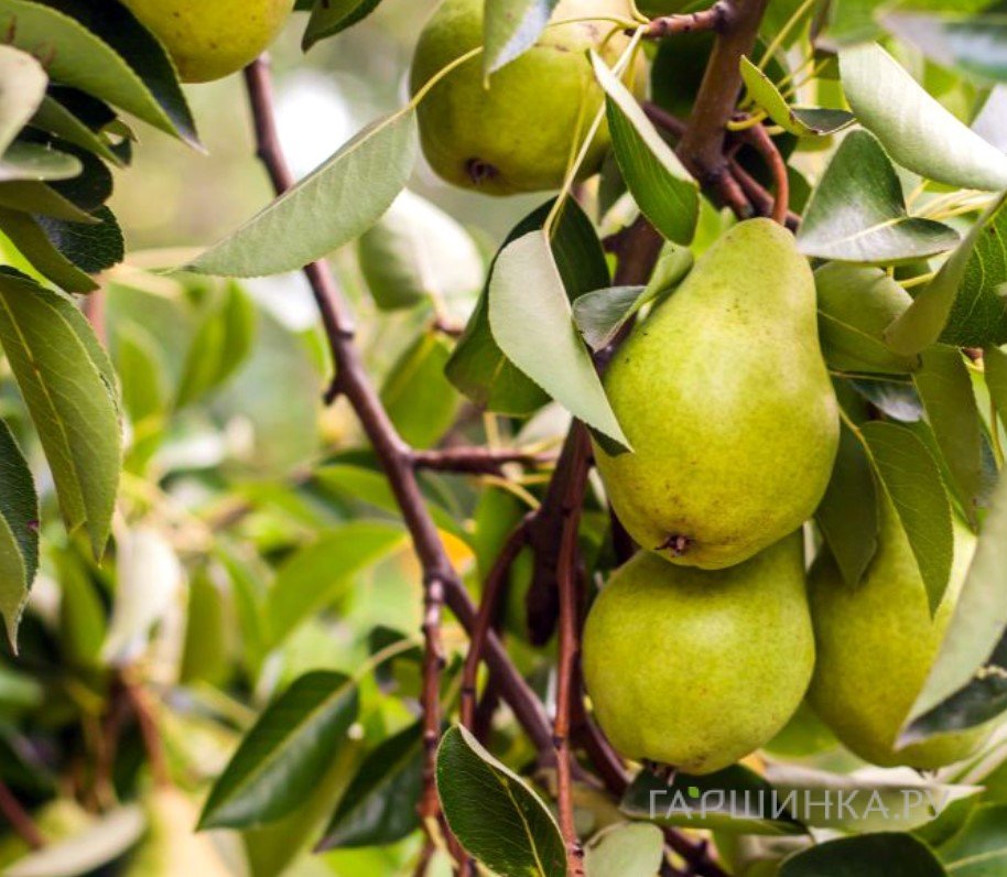 Груша Февральский сувенир