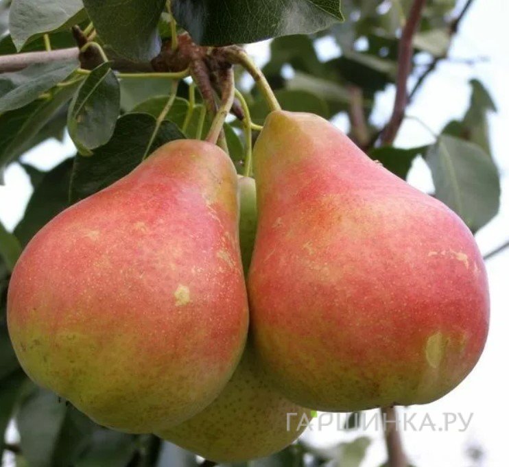 Груша Даренка