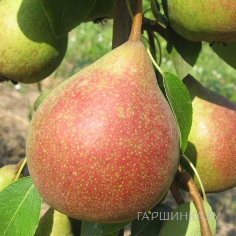 Груша Маршал Жуков