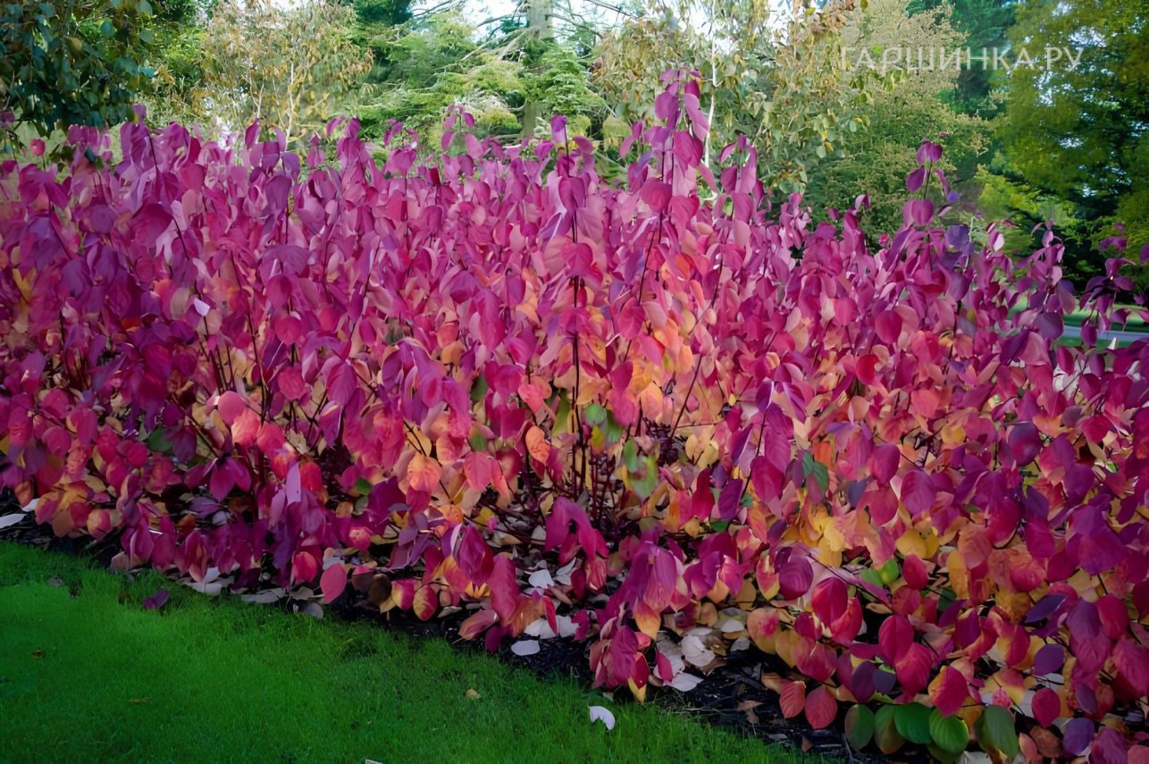 Дерен Сибирика