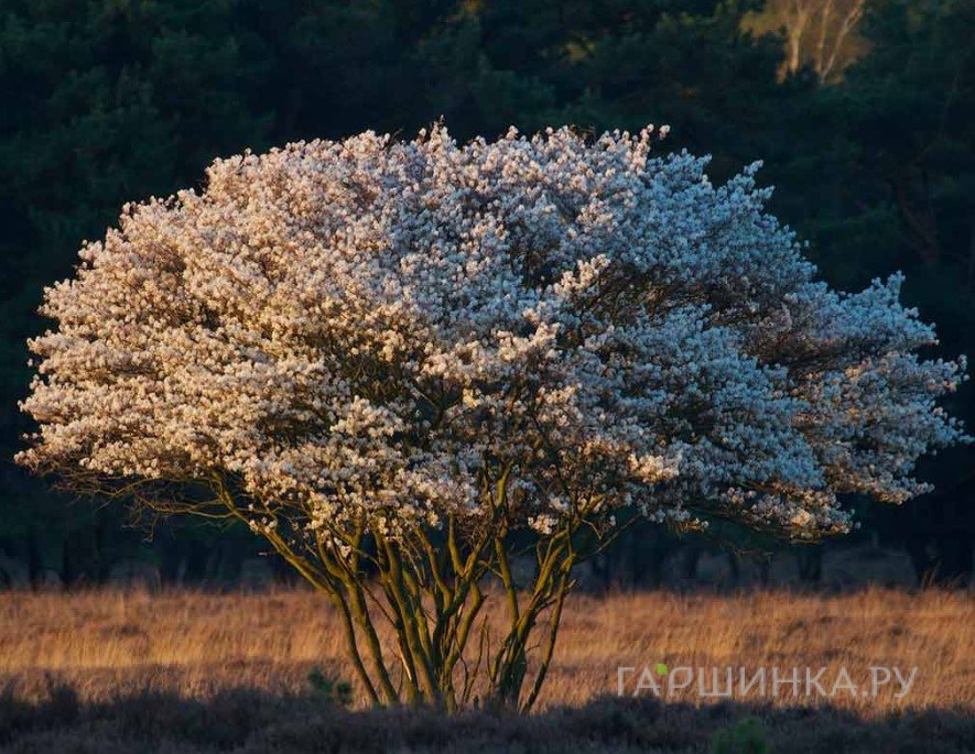 Ирга канадская