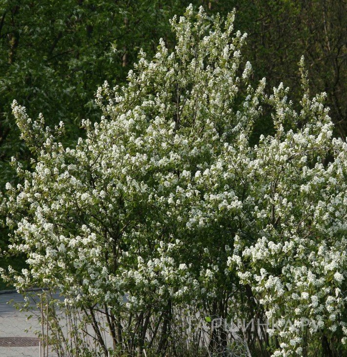 Ирга колосистая