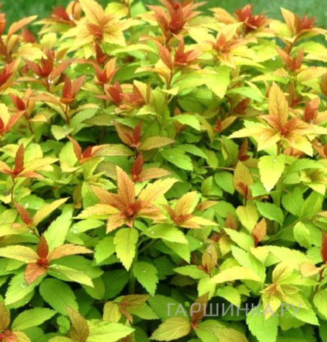 Спирея японская Грин энд Голд