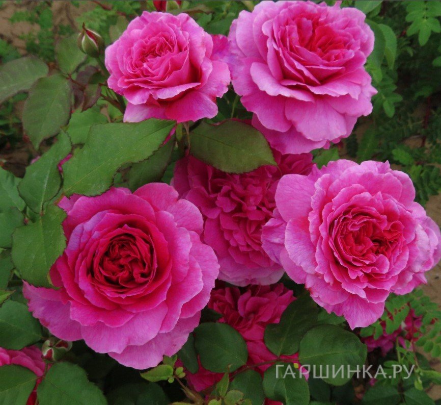 Роза Габриэль Оук, Д.Остин кустарниковая (лиц)