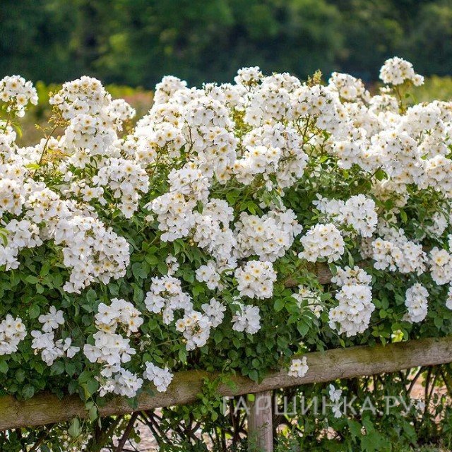 Роза Кью Гарденс, Д.Остин кустарниковая (лиц)