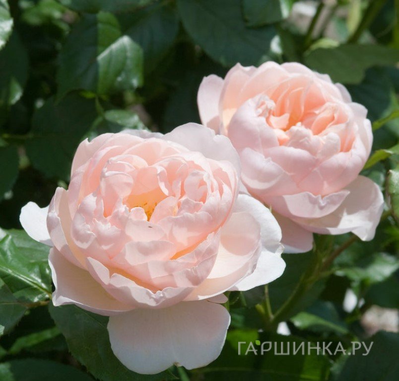 Роза Зе Шефердесс, Д.Остин кустарниковая (лиц)