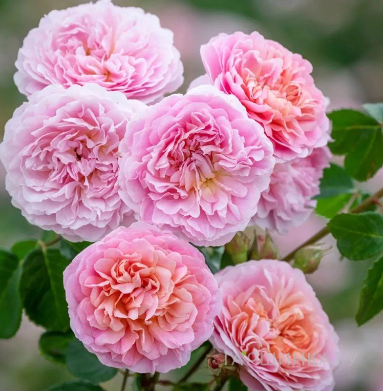 Роза Юстасия Вай на штамбе 110см