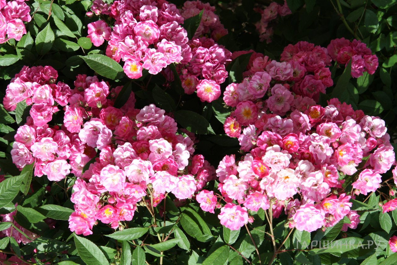 Роза Аллевья мускусная, Ленс (лиц)