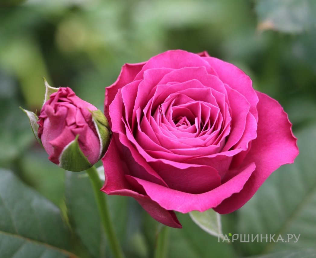 Роза Прешес Моментс флорибунда