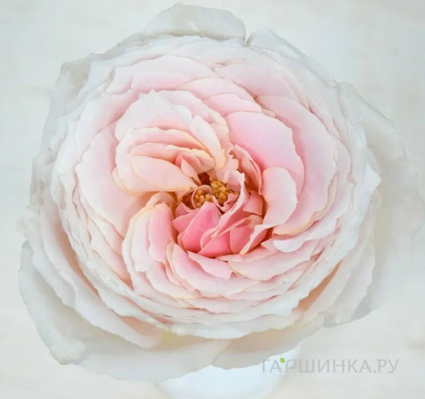 РозаТсумуги