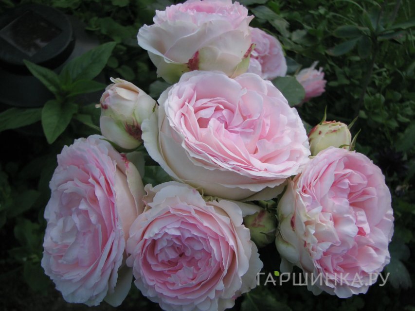 Роза Остин Росалинд