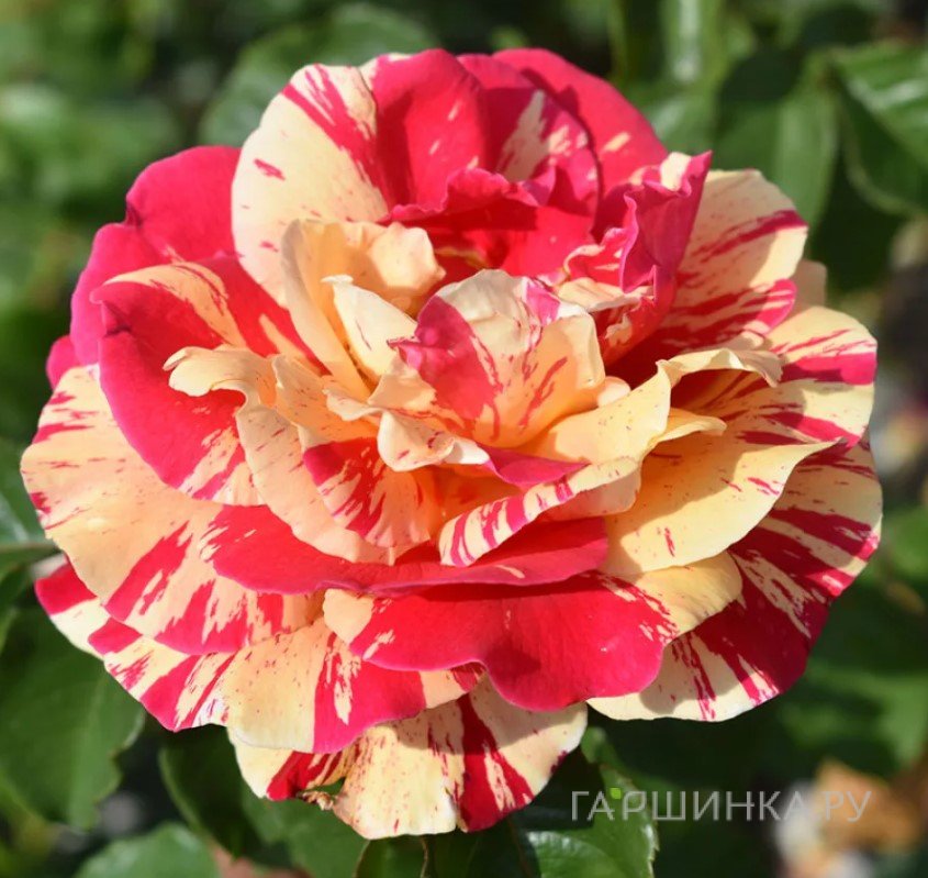 Роза Ванилл Фрэйз