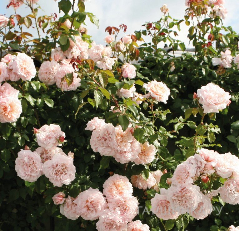 Роза Роз Де Толбиак плетистая