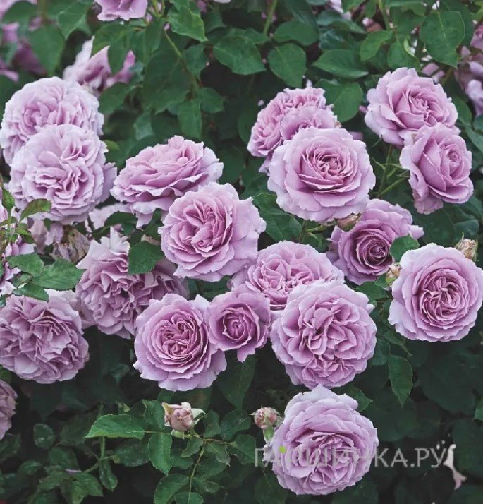 Роза Индиголетта