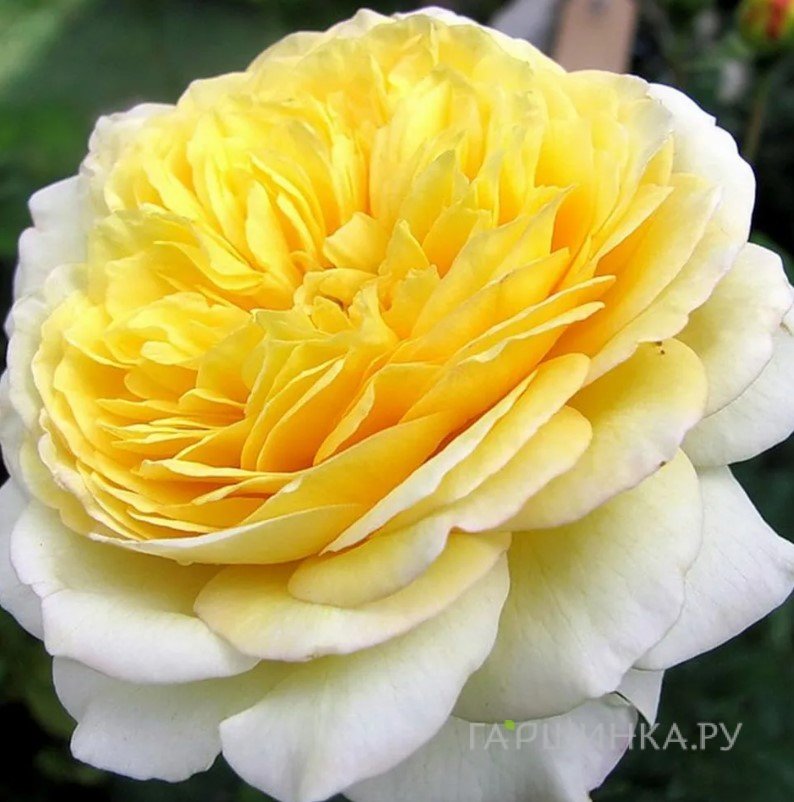 Роза Нельсон Монфорт шраб