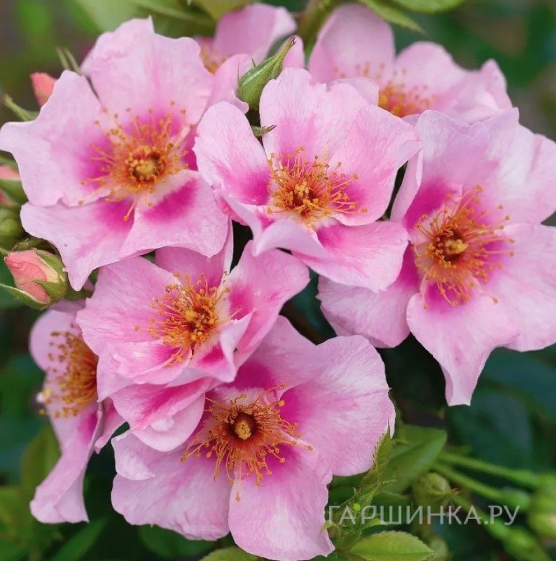 Роза Ориента Лейла