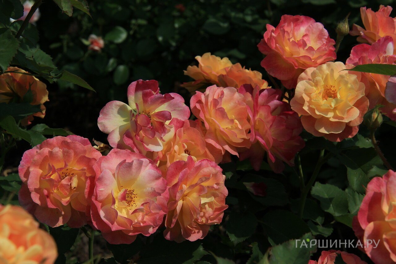 Роза Приер Де Сан-Косм