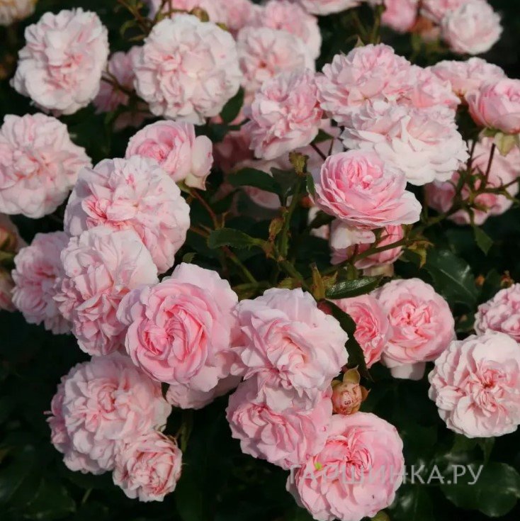 Роза Лариса шраб