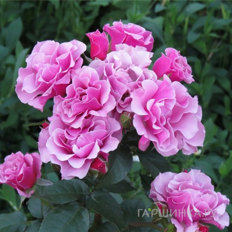 Роза Санта Барбара флорибунда