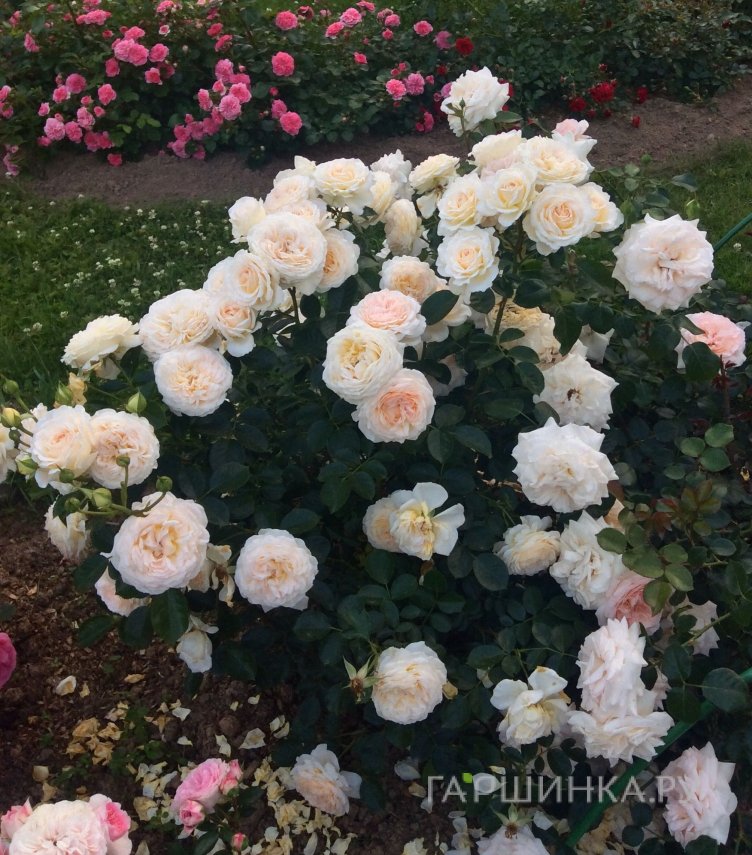 Роза Крим Эбандэнс