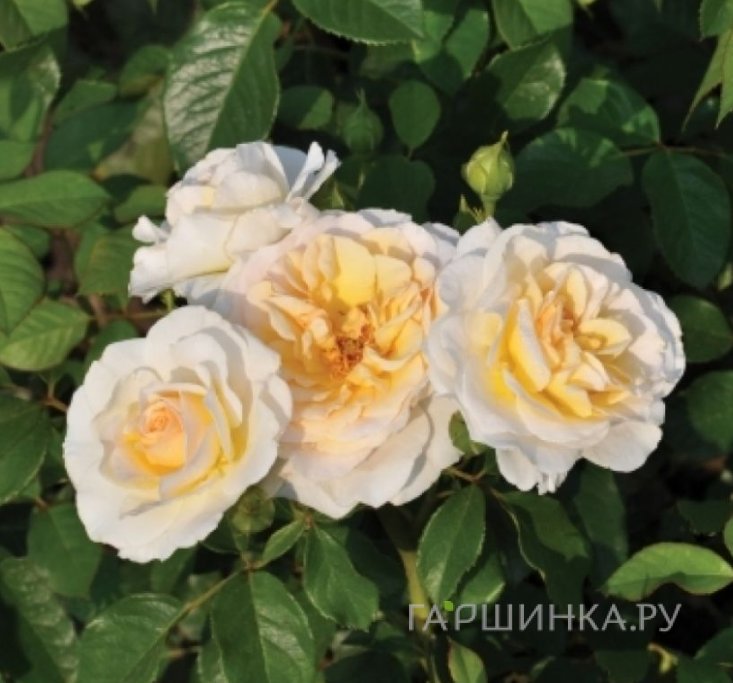 Роза Тиса Река