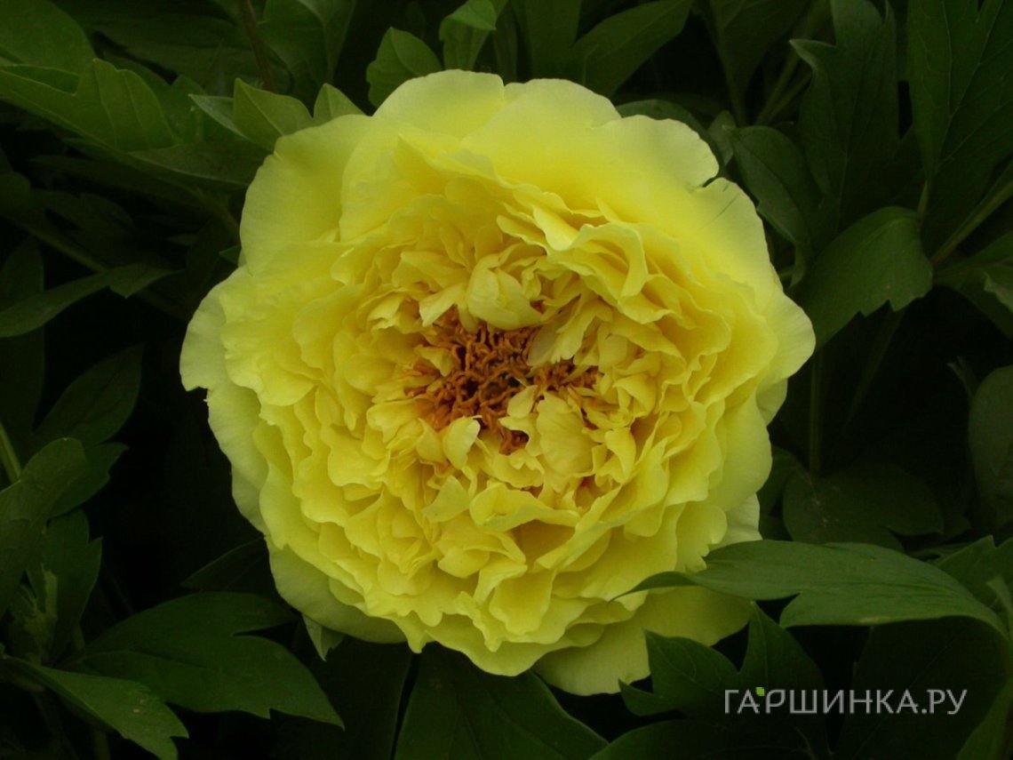 Пион Кинко древовидный желтый
