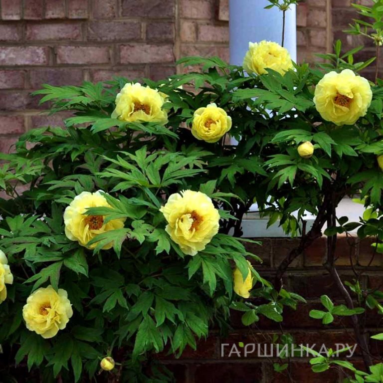 Пион Полуденный Зной древовидный желтый