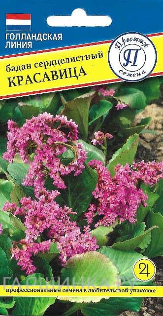 Бадан Красавица 10 шт, Семена Престиж