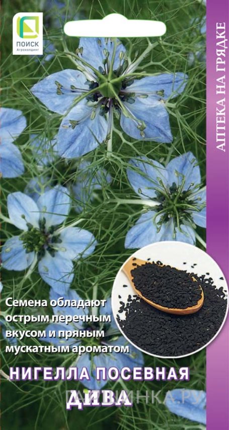 Нигелла Посевная Дива 25, Поиск