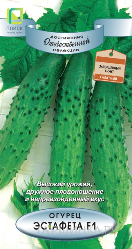 Огурец Эстафета F1 12, Поиск