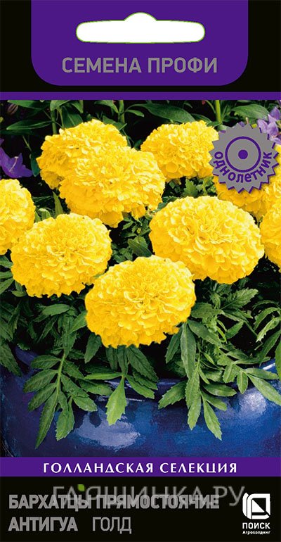 Бархатцы Антигуа Голд 15 прямостоячие, Семена Поиск