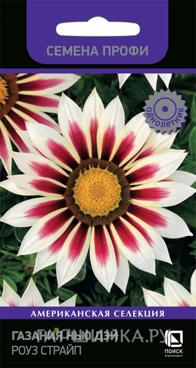 Газания Нью Дэй Роуз Страйп 10, Поиск