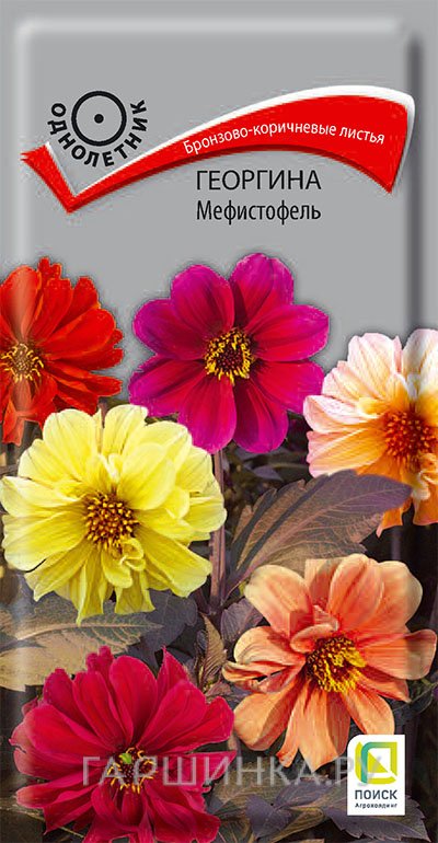 Георгина Мефистофель 0,2, Поиск