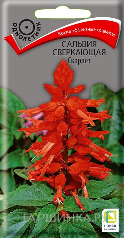 Сальвия сверкающая Скарлет 0,3, Поиск